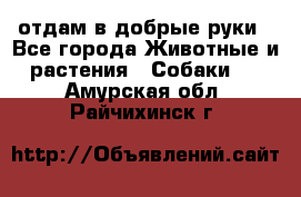 отдам в добрые руки - Все города Животные и растения » Собаки   . Амурская обл.,Райчихинск г.